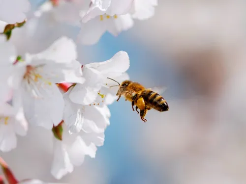 Gorron obtient un deuxième label pour la protection des abeilles